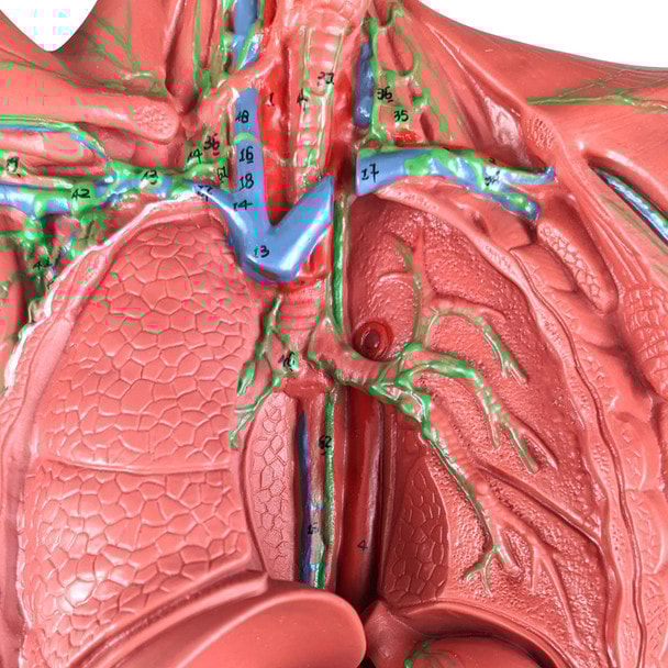 Axis Scientific Human Lymphatic System