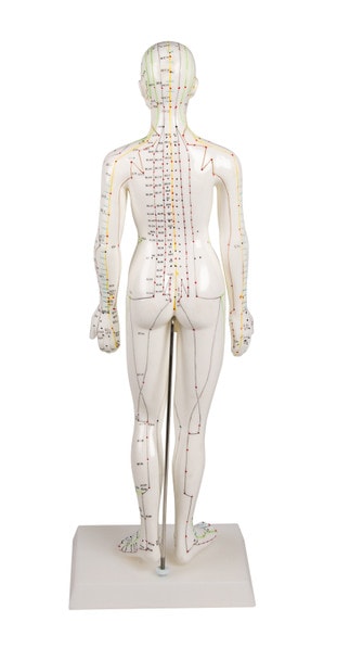 Chinese Acupuncture Figure, Female, 48 cm.