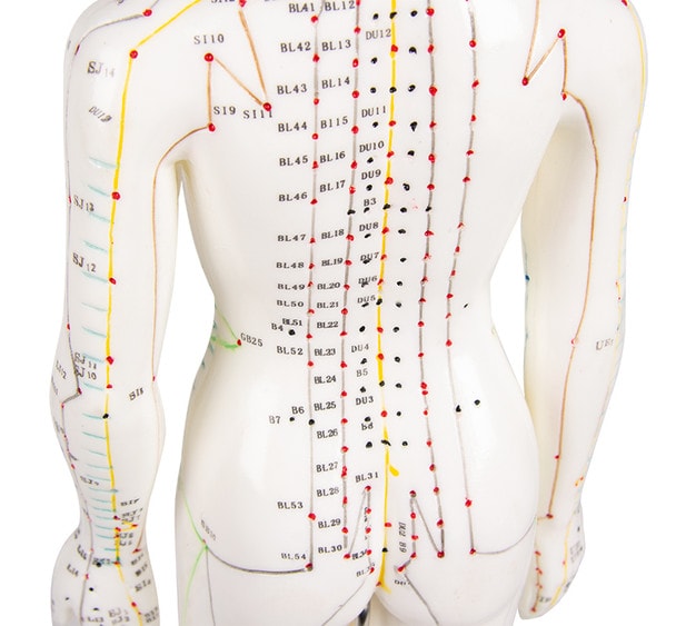 Chinese Acupuncture Figure, Female, 48 cm.