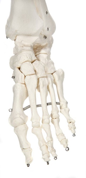 Axis Scientific Classic Human Skeleton with Study and Numbering Guide Closeup of foot