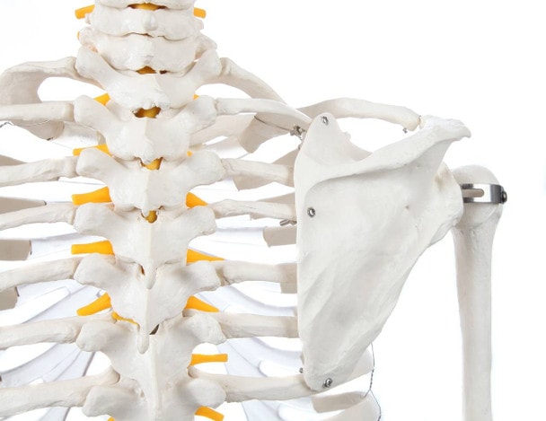 Axis Scientific Classic Human Skeleton with Study and Numbering Guide Closeup of top