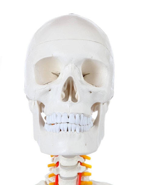 Axis Scientific Classic Human Skeleton with Study and Numbering Guide Detachable Skull Close Up