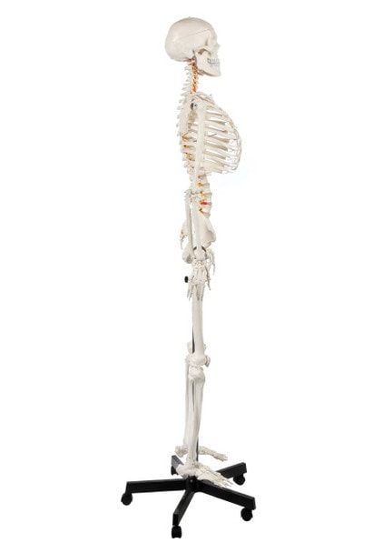 Axis Scientific Classic Human Skeleton with Study and Numbering Guide Left Side View