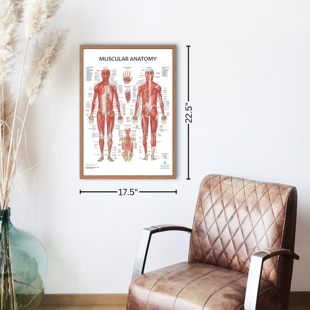 The Anatomy Lab Yoga, Pilates, and Stretching Fitness Laminated Poster Set