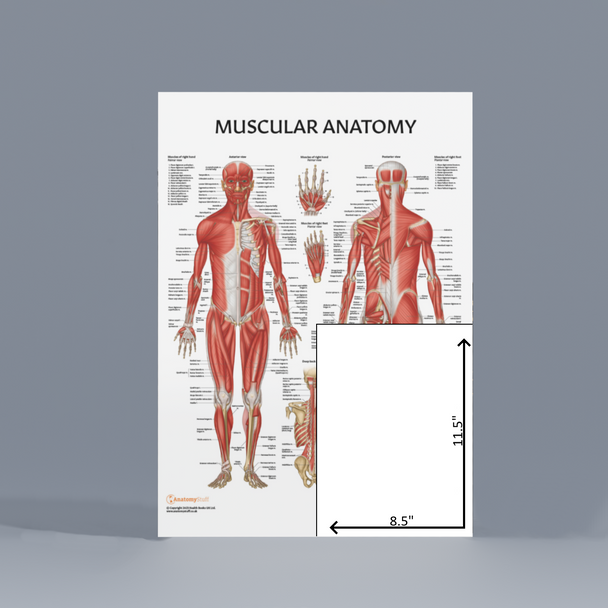 The Anatomy Lab Skeletal and Muscular System Laminated Poster Set