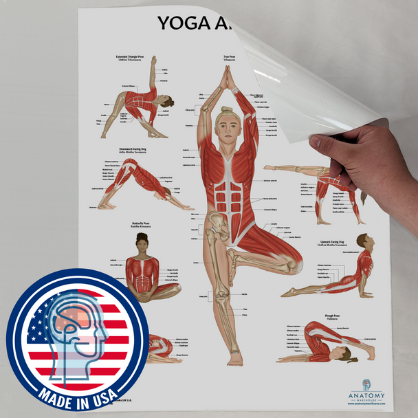 The Anatomy Lab Skeletal and Muscular System Laminated Poster Set