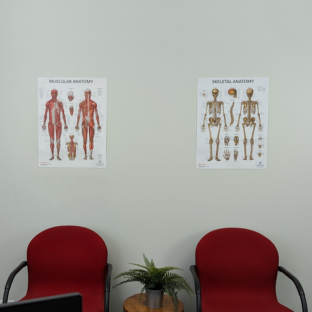 The Anatomy Lab Skeletal and Muscular System Laminated Poster Set