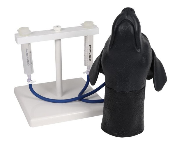 Canine Head - Jugular Venipuncture