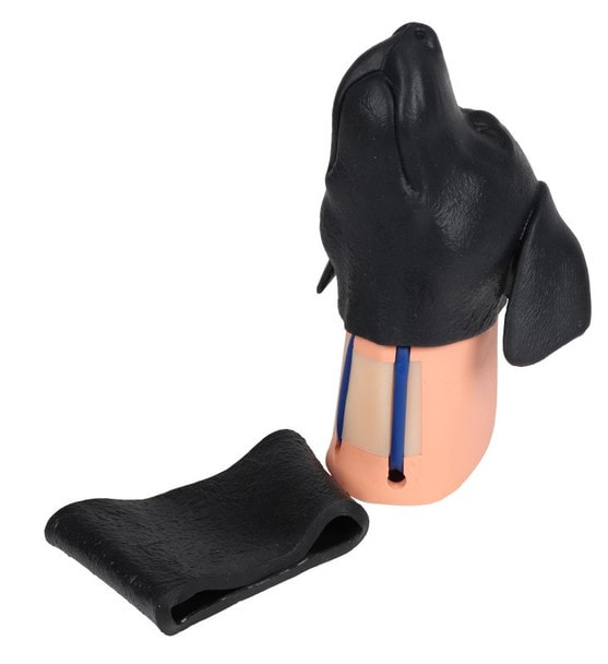 Canine Head - Jugular Venipuncture