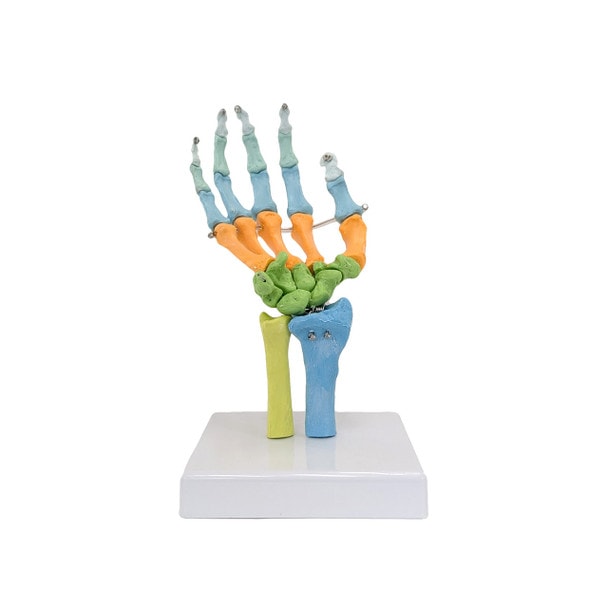 Axis Scientific Didactic Hand Skeleton Including Ulna and Radius, Right