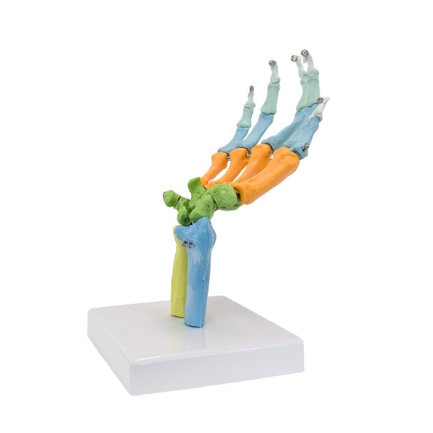 Axis Scientific Didactic Hand Skeleton Including Ulna and Radius, Right