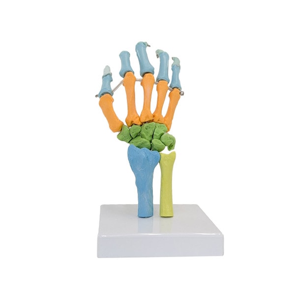 Axis Scientific Didactic Hand Skeleton Including Ulna and Radius, Right
