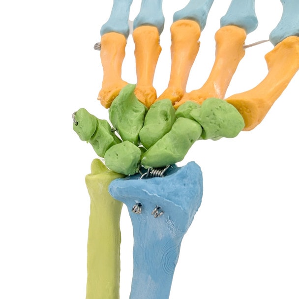 Axis Scientific Didactic Hand Skeleton Including Ulna and Radius, Right