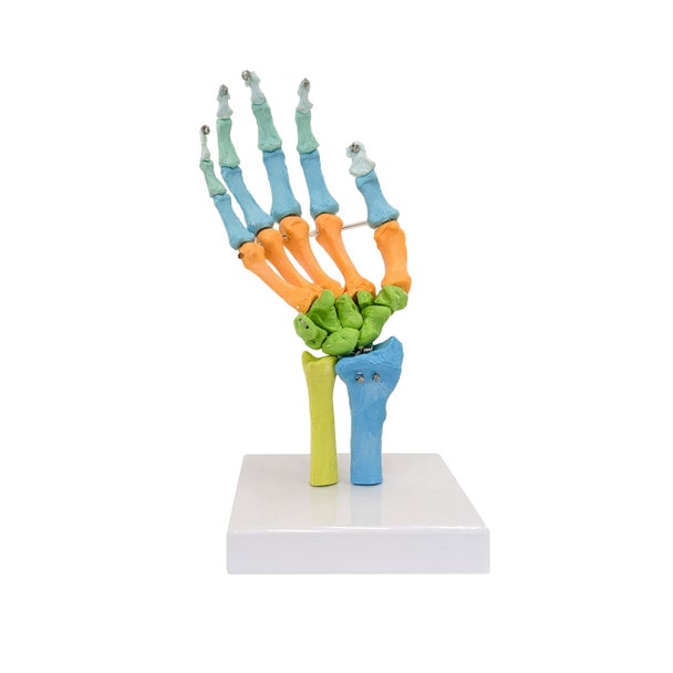 Axis Scientific Didactic Hand Skeleton Including Ulna and Radius, Right