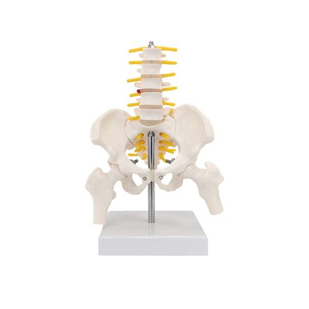 Axis Scientific Pelvis with Lumbar Vertebrae, Half Size