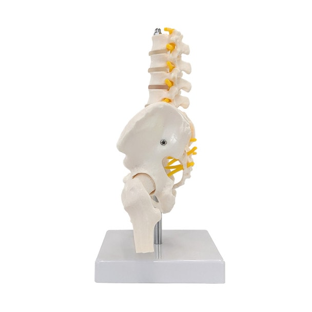 Axis Scientific Pelvis with Lumbar Vertebrae, Half Size
