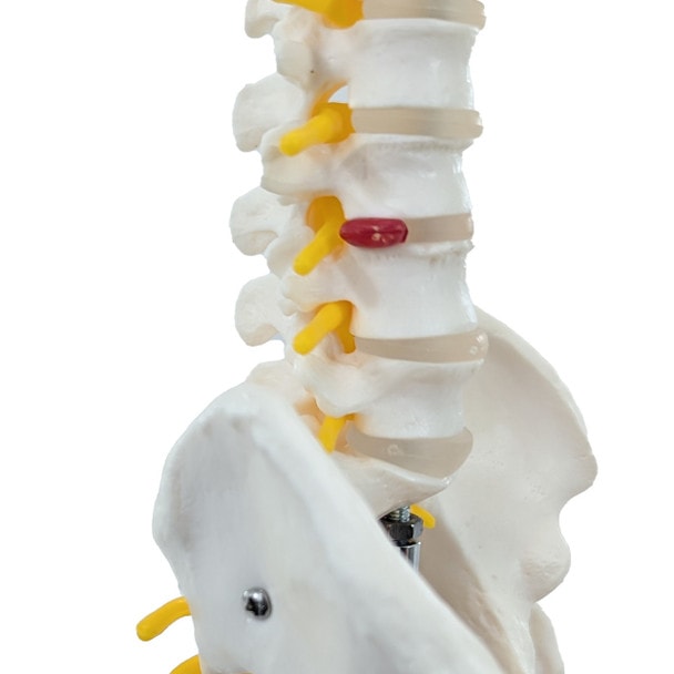 Axis Scientific Pelvis with Lumbar Vertebrae, Half Size