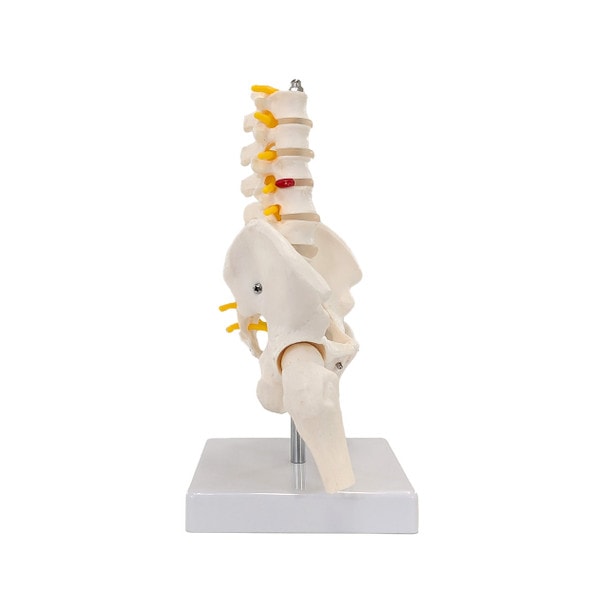 Axis Scientific Pelvis with Lumbar Vertebrae, Half Size