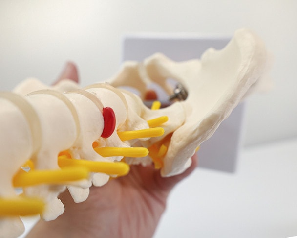 Axis Scientific Pelvis with Lumbar Vertebrae, Half Size