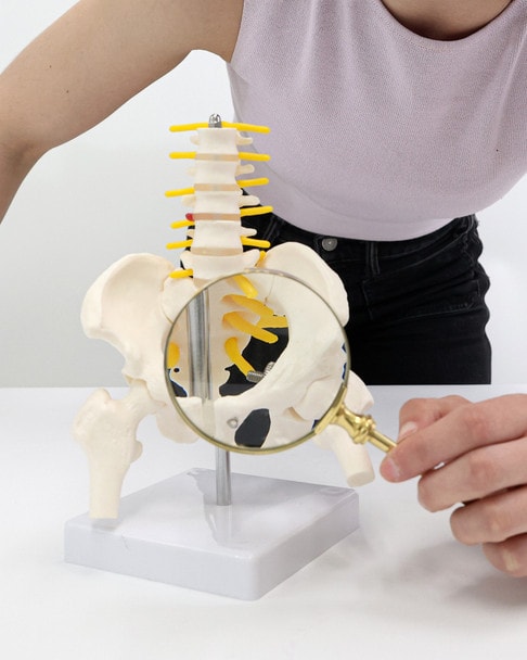 Axis Scientific Pelvis with Lumbar Vertebrae, Half Size