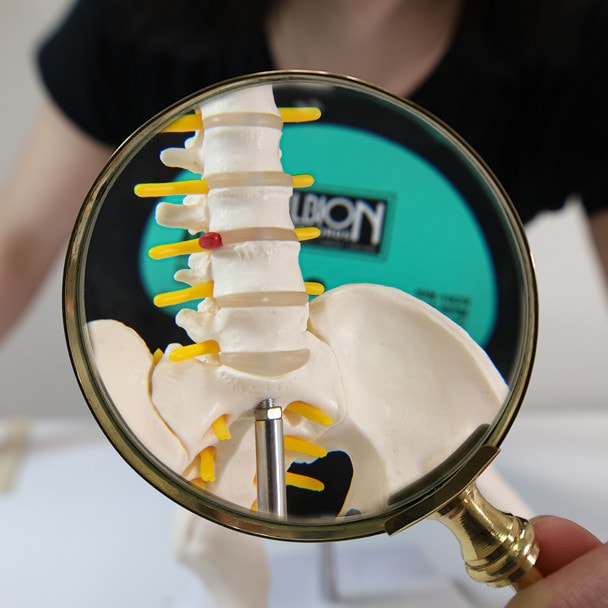 Axis Scientific Pelvis with Lumbar Vertebrae, Half Size