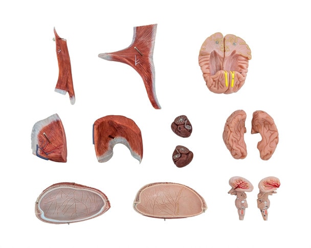 Axis Scientific Life-Size Head and Neck Anatomy Model, 19-Parts, Numbered