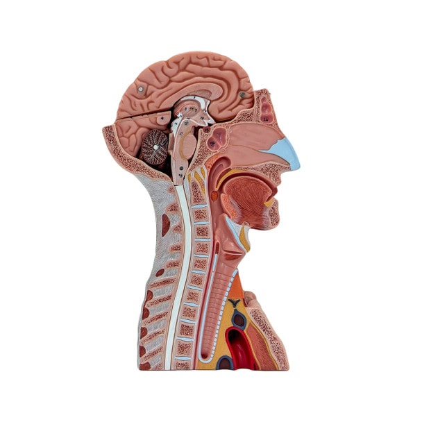 Axis Scientific Life-Size Head and Neck Anatomy Model, 19-Parts, Numbered