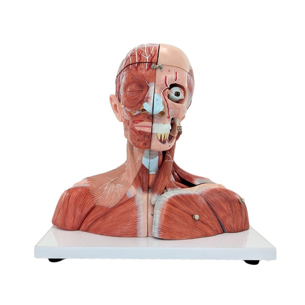 Axis Scientific Life-Size Head and Neck Anatomy Model, 19-Parts, Numbered