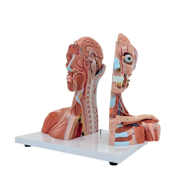 Axis Scientific Life-Size Head and Neck Anatomy Model, 19-Parts, Numbered