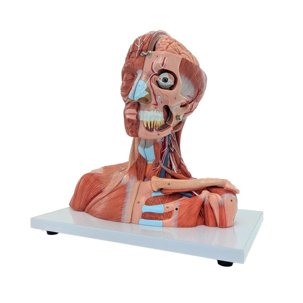 Axis Scientific Life-Size Head and Neck Anatomy Model, 19-Parts, Numbered