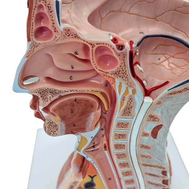 Axis Scientific Life-Size Head and Neck Anatomy Model, 19-Parts, Numbered