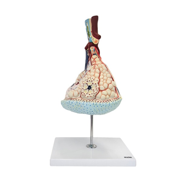 Axis Scientific Pulmonary Lobule, Enlarged, Numbered