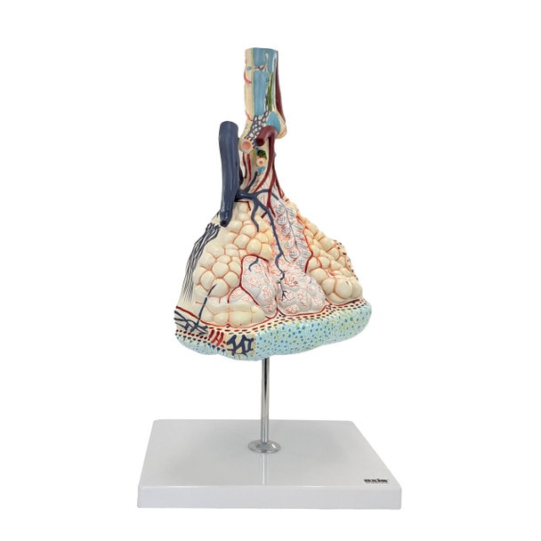 Axis Scientific Pulmonary Lobule, Enlarged, Numbered