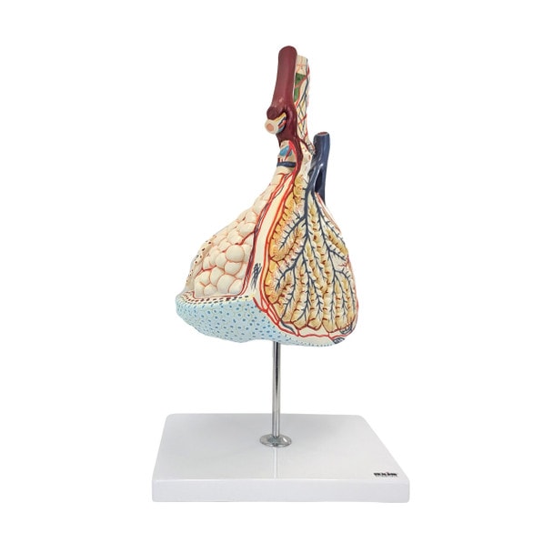 Axis Scientific Pulmonary Lobule, Enlarged, Numbered