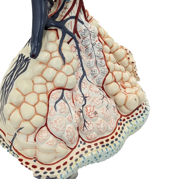 Axis Scientific Pulmonary Lobule, Enlarged, Numbered