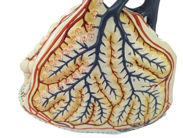 Axis Scientific Pulmonary Lobule, Enlarged, Numbered