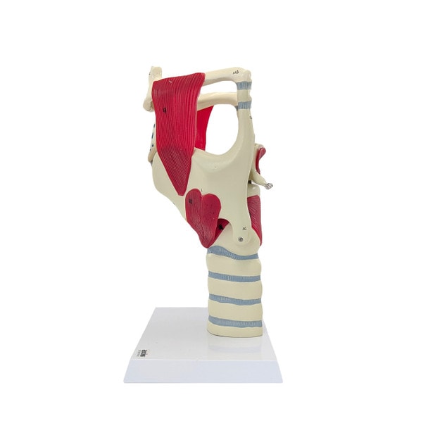 Axis Scientific Functional Model Of The Larynx, 3x Life-Size