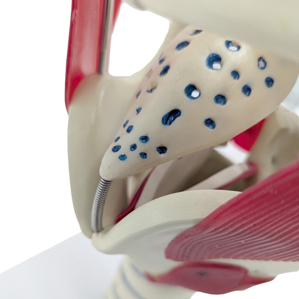 Axis Scientific Functional Model Of The Larynx, 3x Life-Size