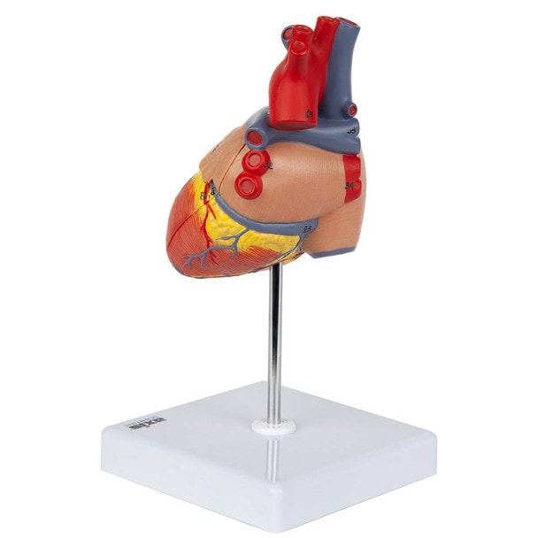 Axis Scientific 2-Part Deluxe Life-Size Human Heart turned 125 degrees