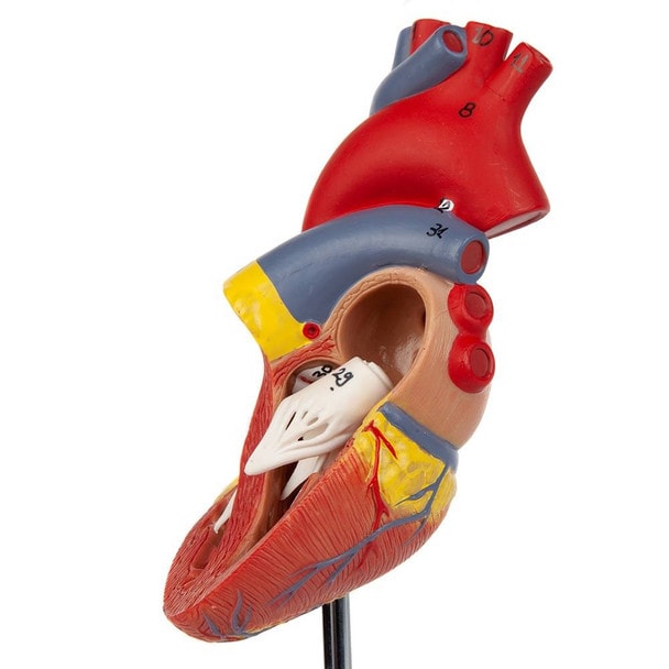 Axis Scientific 2-Part Deluxe Life-Size Human Heart close up image without the external piece attached
