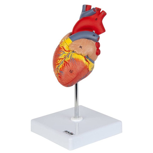 Axis Scientific 2-Part Deluxe Life-Size Human Heart turned 40 degrees