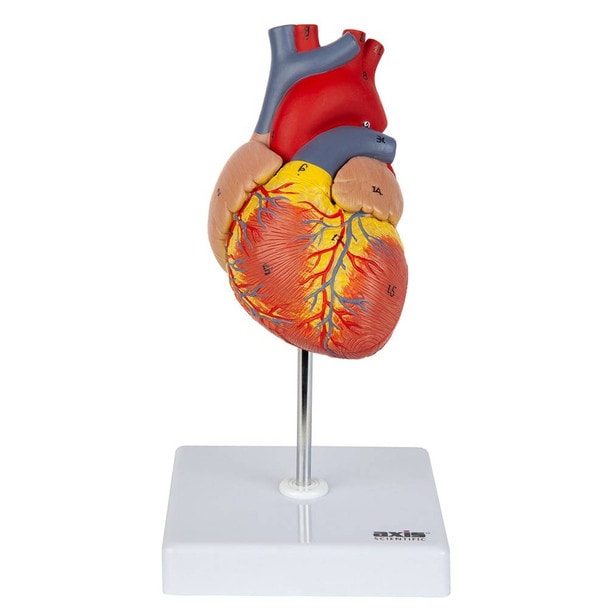 Axis Scientific 2-Part Deluxe Life-Size Human Heart Model