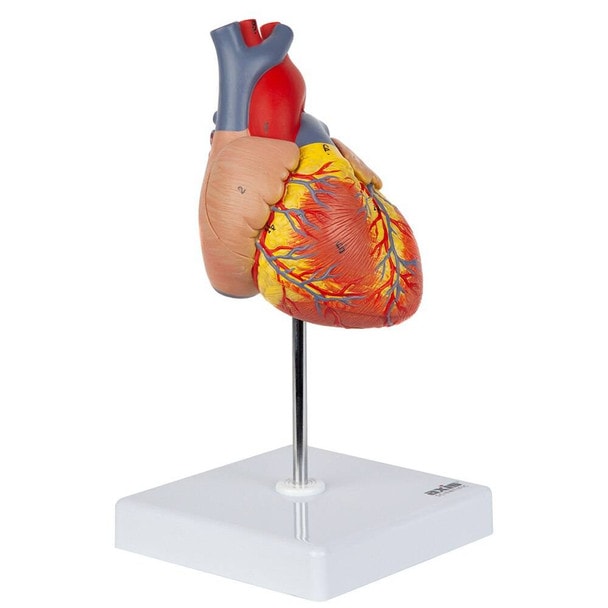 Axis Scientific 2-Part Deluxe Life-Size Human Heart Model half-side view