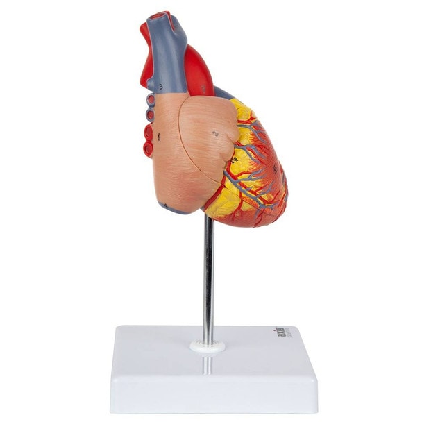 Axis Scientific 2-Part Deluxe Life-Size Human Heart Model side view