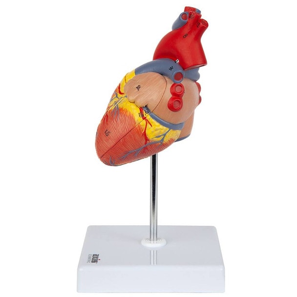 Axis Scientific 2-Part Deluxe Life-Size Human Heart turned 90 degrees