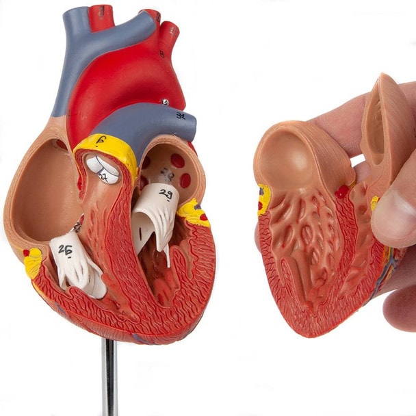 Axis Scientific 2-Part Deluxe Life-Size Human Heart showing the external piece in view