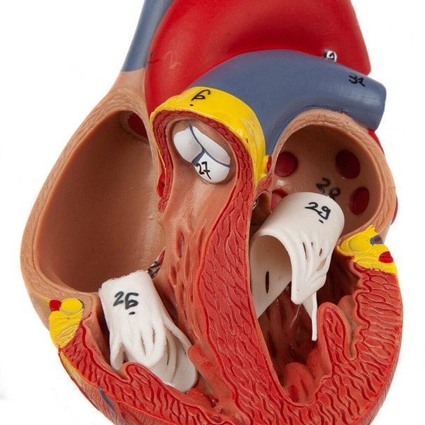 Axis Scientific 2-Part Deluxe Life-Size Human Heart close up image of valves and chambers