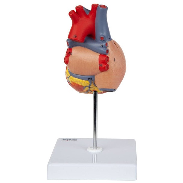 Axis Scientific 2-Part Deluxe Life-Size Human Heart turned 180 degrees