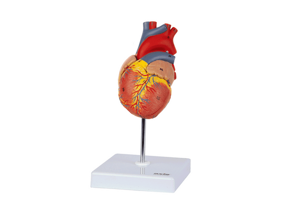 Axis Scientific 2-Part Deluxe Life-Size Human Heart Model as a GIF