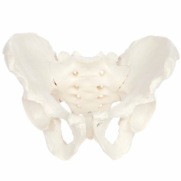Axis Scientific Life-Size Male Pelvis Skeleton Anatomy Model Overview
